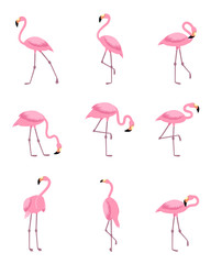 Set of isolated tropical greater flamingo