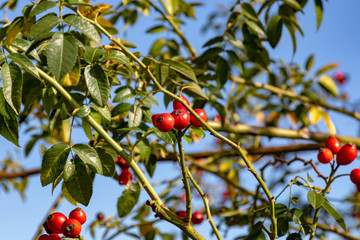 Wall Mural - rosehips hanging at the bush in front of blue sky 