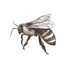 Hand Drawn Honeybee In Sketch Style  Isolated On White Background. Fliyng Honey Bee Vector Illustration.
