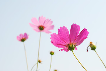 Poster - pink flowers cosmos sky background