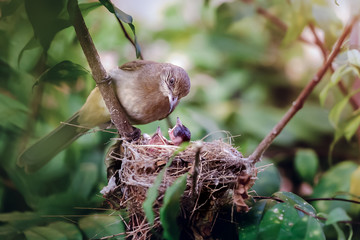 Mother with newborn baby birds