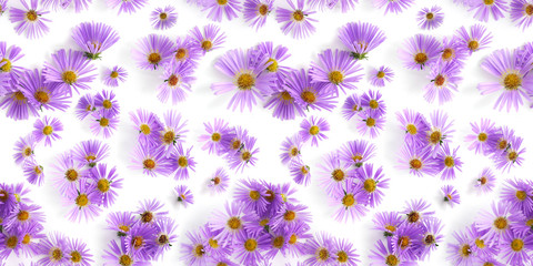 Wall Mural - Seamless pattern of fresh wildflowers. Flowers alpine aster isolated on white background, top view, flat layout.