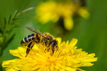 Honeybee on a Dandelion gathering nectar