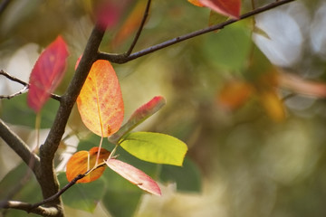 Wall Mural - first autumn leaves in red and golden colors as a seasonal nature background with copy space