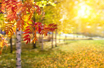 Wall Mural - Beautiful autumn landscape. Colorful natural background. Red and yellow leaves of trees in the park.