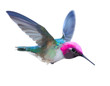 Hummingbird - Calypte  anna.
Hand drawn vector illustration of a flying male Anna’s hummingbird with colorful glossy plumage on transparent background.