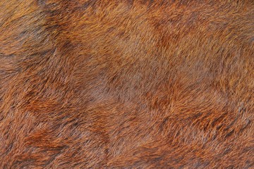 animal hair of fur cow leather texture background.natural fluffy brown cowhide skin.