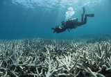 Fototapeta Do akwarium - Bleaching coral with diver