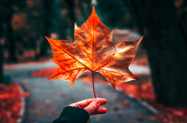 beautiful autumn maple leaf on tree in park.