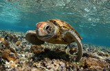 Fototapeta Do akwarium - Turtle faces the camera