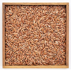 Canvas Print - brown rice grain in wooden box