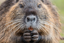 Close-up Portrait Of Adult Coypu (Myocastor Coypus) Chewing Carrot. Furry Brown Nutria With White Mustache Holding Carrot In Paws. Wildlife Scene From Czech Nature.