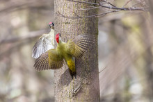 Confrontation Between Two Birds. European Green Woodpeckers (Picus Viridis), Females, Perching With Spread Wings Opposite One Another On Tree Trunk With Blurred Background.