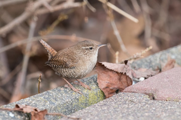 Wall Mural - Eurasian wren (Troglodytes troglodytes) sitting on sidewalk with a brown blurred background. Small, stump-tailed mouse-like brown songbird.