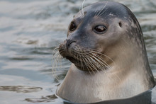 Close-up Portrait Of Harbor Or Common Seal (Phoca Vitulina) In The Water. Cute Marine Animal With Funny Face And Big Black Eyes.