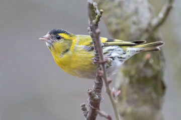 Wall Mural - Eurasian or European siskin (Spinus spinus), male, perching on twig. Yellow colored small passerine bird with black cup and conical beak.