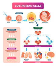 Totipotent Cells Vector Illustration. Multi, Uni And Pluripotent Diagram.