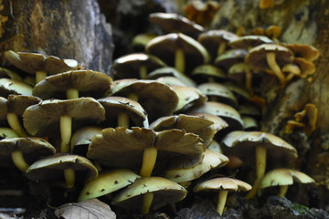 Group of mushrooms in forest. Mushrooms in nature