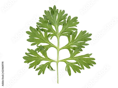 Fotografie, Obraz Leaf of wormwood isolated on white background
