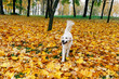 © Vladimir - Labrador walks in the park in the fall. The dog plays in the leaves