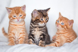 Fototapeta Koty - Trio de chatons