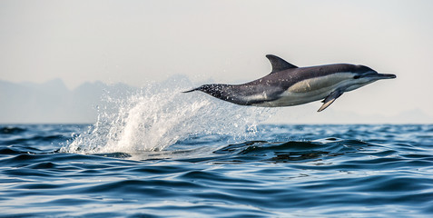 A dolphin and a bird. 