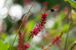 Bee in flight with red flower in foreground