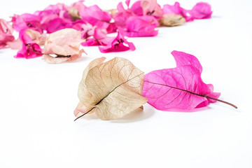 Fresh VS dry/Bougainvillea from fresh to dry/Romantic beautiful background material