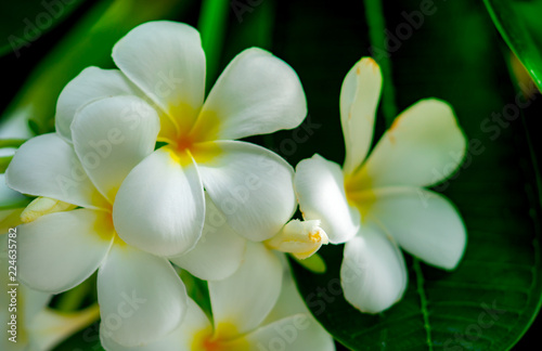 Frangipani Flower Plumeria Alba With Green Leaves On Blurred Frangipani Flower Plumeria Alba With Green Leaves On Blurred Background White Flowers
