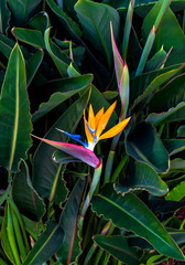 bird of paradise flower closeup vibrant colors isolated against lush green leaves 