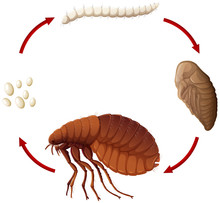 Life Cycle Of A Flea