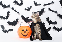 Grey Cat With Plastic Pumpkin And Black Paper Bats On White Background