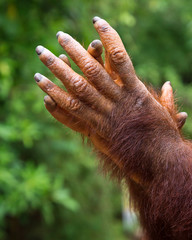 Hands of a young orangutan.