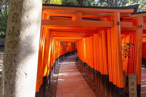 Zdjęcie XXL Świątynia Fushimi Inari
