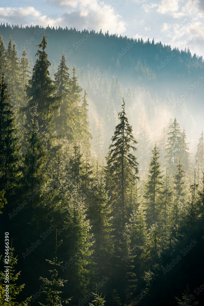 spruce forest on the hill in morning haze. lovely nature scenery in beautiful light - obrazy, fototapety, plakaty 
