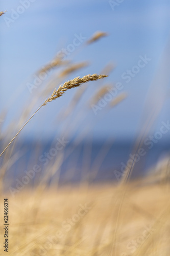 Fotografía Bents on a beach of the Baltic Sea with a blue sky