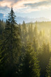 spruce forest on the hill in morning light. lovely nature scenery in haze