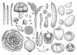 © jenesesimre - Vegetable collection, illustration, drawing, engraving, ink, line art, vector
