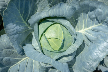 closeup of a cabbage head