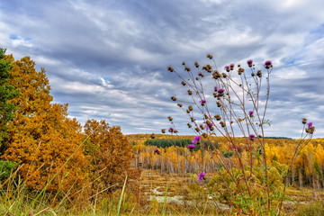 Picturesque autumn landscape. View from the hill to the lowland with forest and swamps and a thistles branch in the foreground. Beautiful natural background