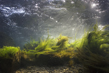 River Underwater Rocks On A Shallow Riverbed With Clear Water. Underwater Scenery, Algae, Mountain River Cleanliness. Underwater River Habitat. Little Stream With Gravel.