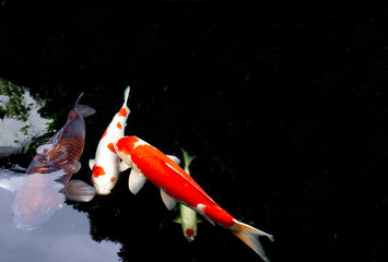 The koi or carp fish in the black pond