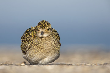 Wall Mural - An European golden plover (Pluvialis apricaria) resting in the morning sun on the Island Heligoland- With golden coloured feathers 