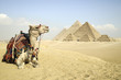 Panoramic View Of The Pyramids From Giza Plateau, Cairo, Egypt. Camel Sitting In Front Of The Pyramids
