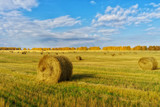 Fototapeta  - Picturesque autumn landscape with beveled field and straw bales. Beautiful agriculture background