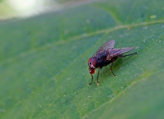 a fed fly