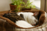 Fototapeta Koty - cat sleeping close up photo in cat bed with pot plants on background