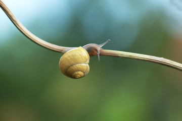 Snail on branch