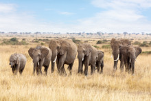 Elephant Group In The Masai Mara