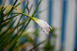 © Chadinsorn - White flowers with rain